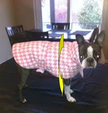 How To Fit A Boston Terrier For Clothing Pethelpful
