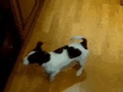 Best Dog Chasing Its Tail Gifs Gfycat There are a few solid tenants in this life. best dog chasing its tail gifs gfycat