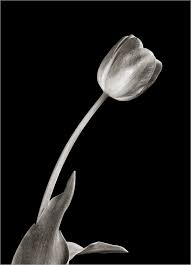 Image result for black and white flower photography