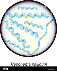 Image result for Spirochete