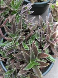 Image result for Cyanotis