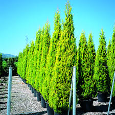 Image result for Cupressus macrocarpa