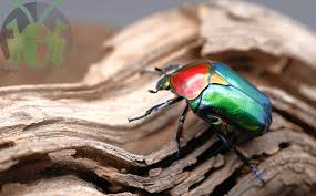 Image result for Kotschya speciosa