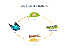 Butterfly Life Cycle Free Butterfly Life Cycle Templates