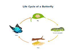 butterfly life cycle free butterfly life cycle templates