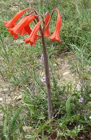 Image result for Cyrtanthus galpinii