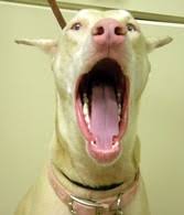 We did not find results for: Anesthesia Free Dog Teeth Cleaning Dogsized