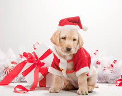 Image result for christmas animals