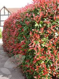 Photinia Fraseri Red Robin Photinia Garden Hedges Red Robin Hedge Photinia Red Robin