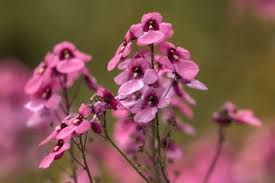 Image result for Diascia