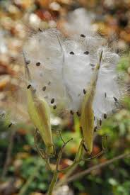 Asclepias incarnata (swamp milkweed, rose milkweed, swamp silkweed, and white indian hemp) is a herbaceous perennial plant species native to north america. Plant Details North Carolina Native Plant Society
