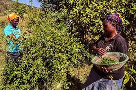 Image result for Fadogia ancylantha