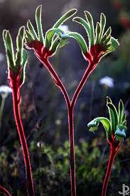 A Close Family Australian Flowers Australian Native Flowers Australian Native Plants