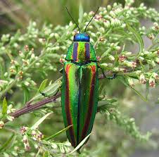 Image result for Chrysochloa