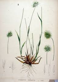 Image result for Enteropogon monostachyos