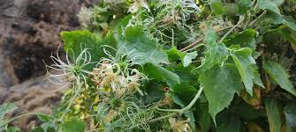 Image result for Clematis uhehensis