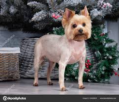 Image result for yorkshire haircut