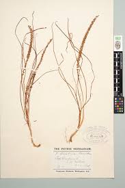 Image result for Triglochin striata