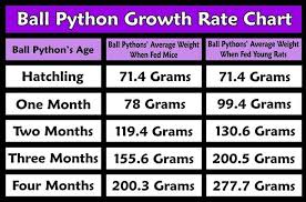 Rat Feeder Size Charts Google Search Ball Python Morphs