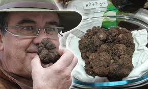 World's largest black truffle found in Australia not for sale