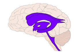 Know Your Brain Ventricles Neuroscientifically Challenged
