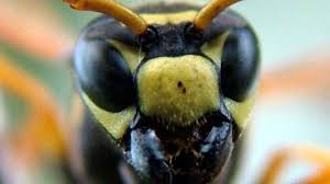 Check spelling or type a new query. Comment Se Debarrasser Des Guepes A Extermination