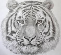 All your paper needs covered 24/7. 75 Trendy Bow Tattoo Designs Tattoo Ideas In 2021 Tiger Drawing Tiger Face Drawing Realistic Animal Drawings