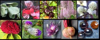 Image result for Amaranthaceae