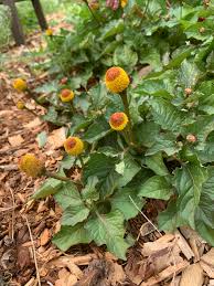 Image result for Spilanthes costata