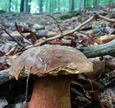 While typically eaten like vegetables, shiitake are fungi. Ludzie Boja Sie Tego Grzyba Bo Jest Bardzo Kolorowy Mysla Ze To Szatan