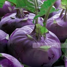 Отглежда се в северните райони на европа, както и в българия. Cherven Alabash Semena Drebolii Com