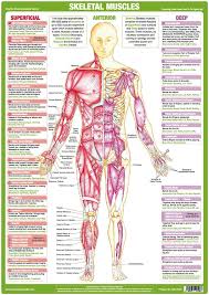 Muscle Anatomy Charts Set Of 4