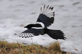 Rossini çabucak yazdı ve la gazza ladra bir istisna değildi. Perche La Gazza Ladra Ruba Gli Oggetti Luccicanti Notiziesecche Frasi Aforismi E Citazioni