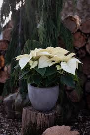 Hueter's greenhouses in york, pennsylvania, is a full service greenhouse and garden center, serving all of york county. Poinsettias The Christmas Miracle Flower Hueter S Greenhouses