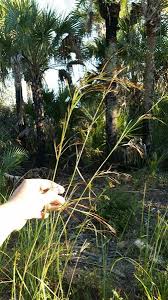 Image result for Hyparrhenia nyassae