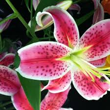 Hours may change under current circumstances Cottage Of Flowers Flower Shop In Lakewood