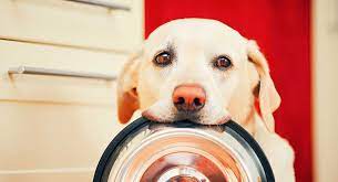 Why Are Labradors Always Hungry