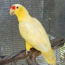 Yellow Mutation Of The Red Lored Amazon Parrot Aves Cotorro Animales Bonitos