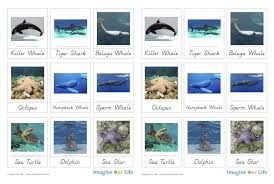 Montessori Ocean Animals 3 Part Cards Ocean Activities Ocean Animals Montessori Geography