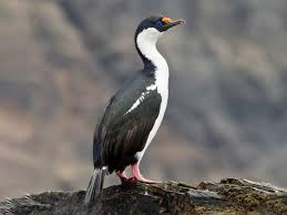 Image result for Ormocarpum schliebenii