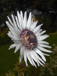 Image result for Berkheya speciosa