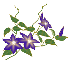 I'm not completely sure, but i believe these feathery parts catch the. Clematis Flower Vine Purple Png Picpng