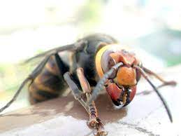 大雀蜂 | A huge hornet took a half-hour break on our veranda ra… | Flickr