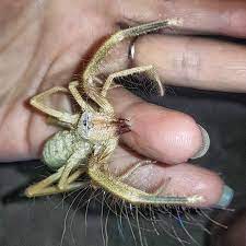5 natural ways to kill house crickets. Zoologist Making Friends With Camel Spider They Run 16 Km H Jump Up To 1 M Eat Everything From Moth To Mice And Never Tamed Natureismetal