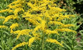 Zum Nachpflanzen Ein Bluhendes Beet Aus Schneckenresistenten Stauden Pflanzen Stauden Gartenstauden