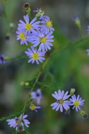 Image result for Aster chimanimaniensis