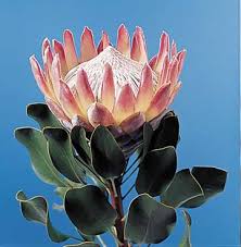 Image result for Platycoryne protearum
