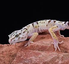 Good death) is the act of killing an animal or allowing it to die by withholding extreme medical measures. Leopard Gecko Care Sheet Guide Petsmart