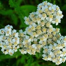 Image result for Achillea