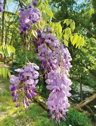Image result for Wisteria